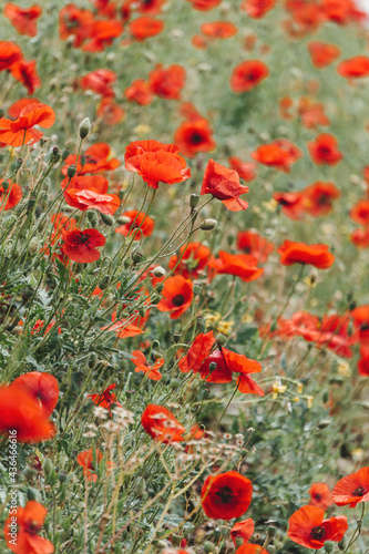  Red poppies and sunny summer meadow