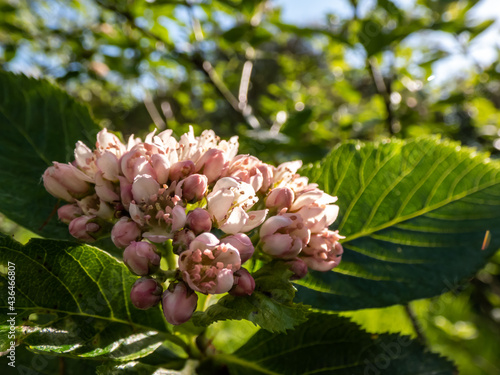 Beautiful macro shot of pink and white blossoms of shrub Sorbus x hostii. Cymose corymbs flowers in dense rounded clusters photo