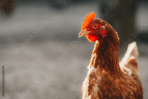 Fotografía backyard red ranger chicken close up