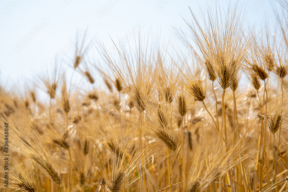 Barley grains ready for harvest on the farm. Barley grains ready for harvest on the farm.