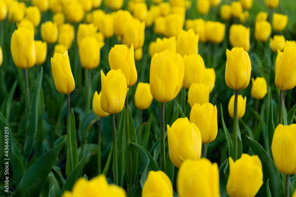 Yellow tulip in the field. A large bud of a yellow flower. Spring background. Tulips in the garden. Seasonal flowering of spring flowers. Close up Yellow tulip in the field. A large bud of a yellow flower. Spring background. Tulips in the garden. Seasonal flowering of spring flowers. Close up