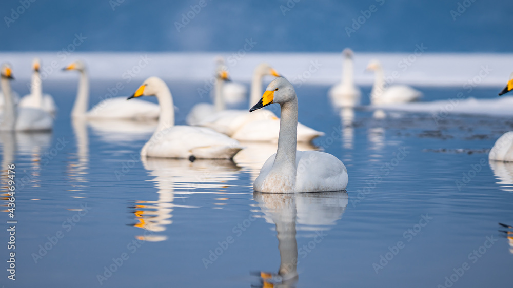 Lake White Duck Lake White Duck