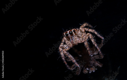 Spider On Black Background