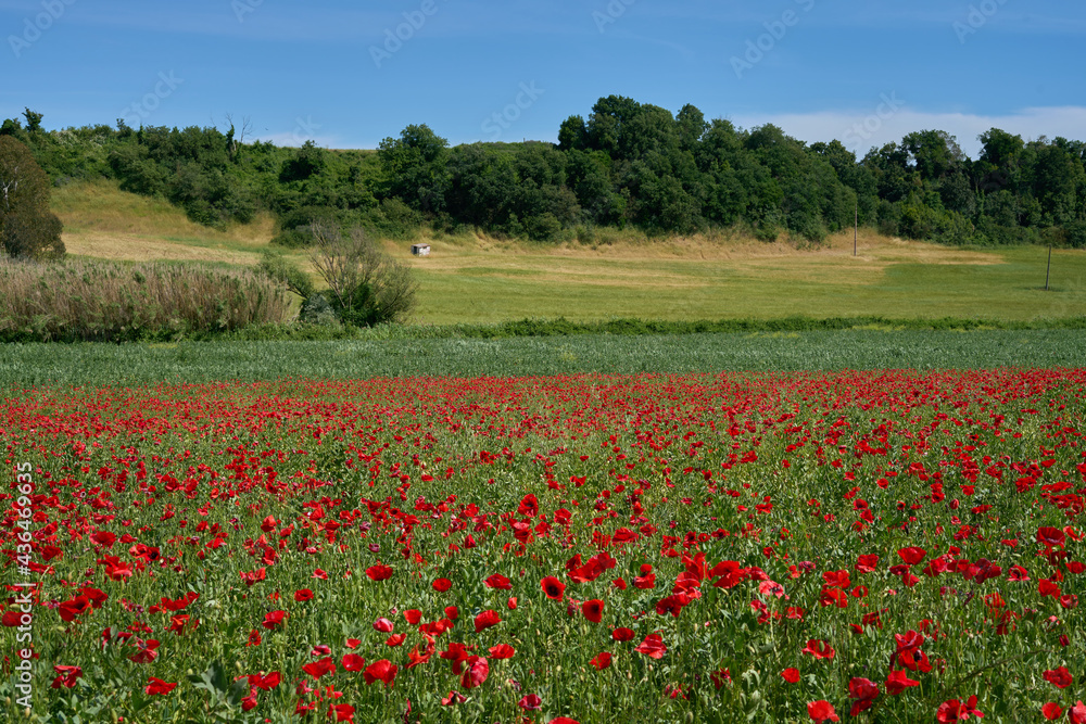 Poppy field in the suburbs of Rome