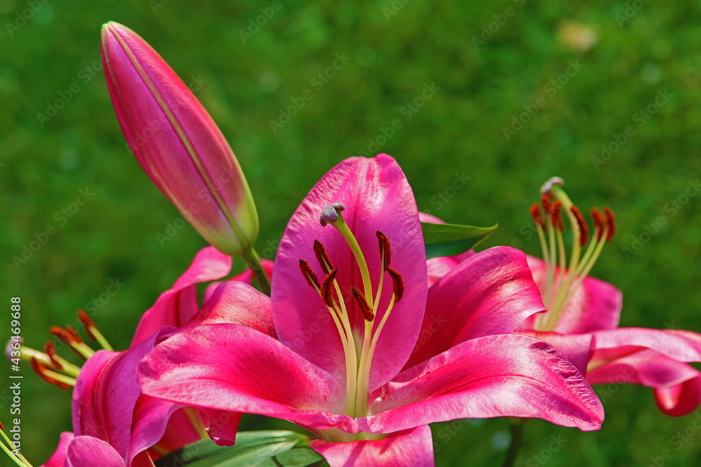 pink lilies in summer light with green background