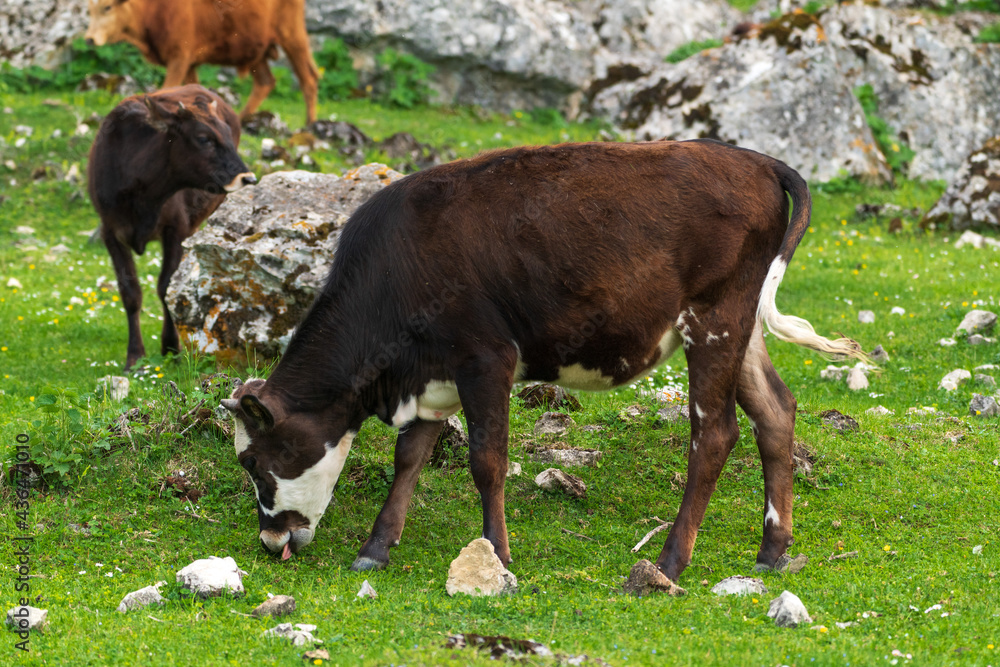Cows graze in a high mountain green meadow Cows graze in a high mountain green meadow