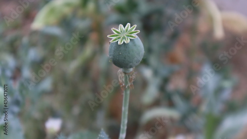 Opium poppy plant with rounded capsule in the botanical garden. single organic opium poppy head with green background