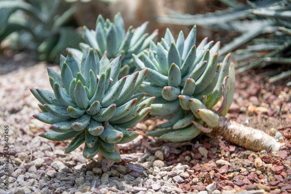 Succulent plant in Gardens by the Bay Singapore Succulent plant in Gardens by the Bay Singapore