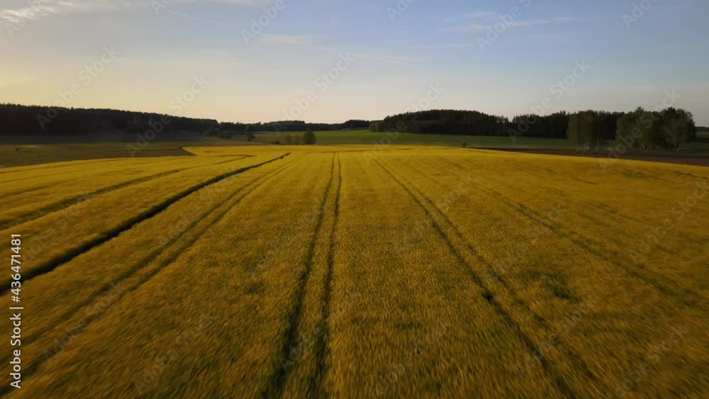 Polish countryside landscape,blooming yellow rape field Polish countryside landscape,blooming yellow rape field