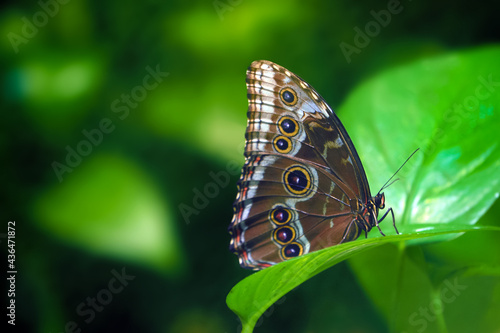 Blue Morpho or Morpho peleides, big butterfly sitting on green leaves