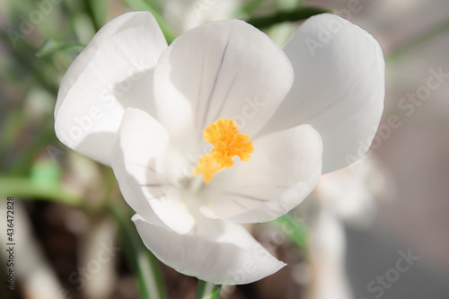 Macro view of a beautiful white Crocus flowers with their orange anthers on an unfocused background photo
