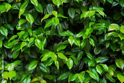 Wallpaper Mural グリーンの壁紙 Torontodigital.ca