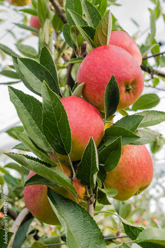 Apple fruits on a tree.