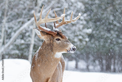 Canvas Print White-tailed deer buck in the falling snow in Canada