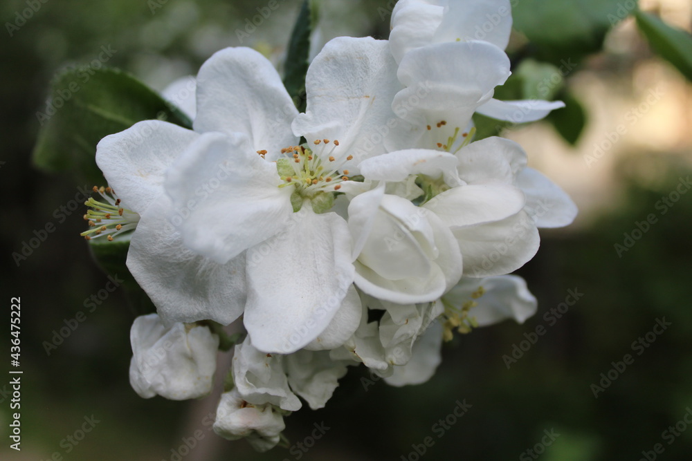 Fototapeta premium apple tree