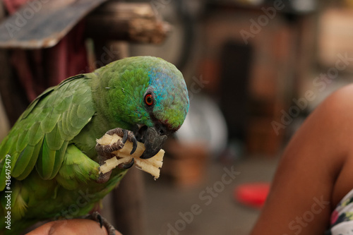 Amazona farinosa, popularly known as parrot-miller or curica. Registration made in the municipality of Novo Airão, metropolitan region of Manaus, in the state of Amazonas. photo