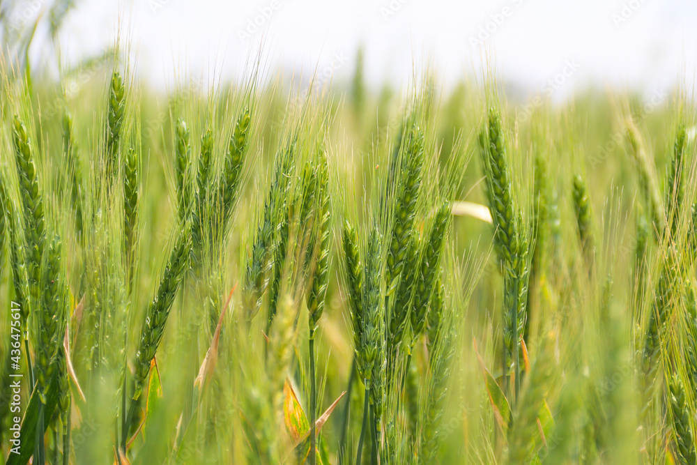 Green Wheat field. Wheat field in july.Beautiful green cereal field background. Agriculture Green Wheat field. Wheat field in july.Beautiful green cereal field background. Agriculture