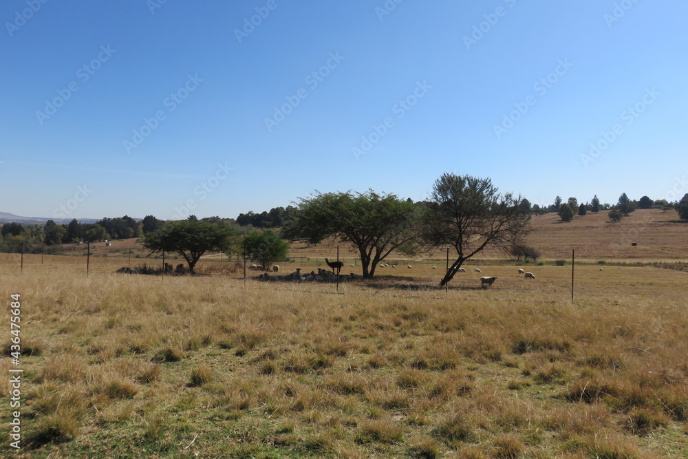 A tranquil scenic farm landscape photograph of dull brown grass fields and a herd of sheep lying in the shade of large trees under a clear blue sky on a hot sunny winter's day in South Africa A tranquil scenic farm landscape photograph of dull brown grass fields and a herd of sheep lying in the shade of large trees under a clear blue sky on a hot sunny winter's day in South Africa