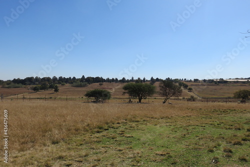A tranquil scenic farm landscape photograph of dull brown grass fields and a herd of sheep lying in the shade of large trees under a clear blue sky on a hot sunny winter's day in South Africa © Desire