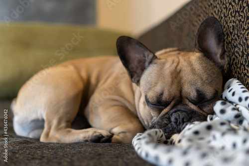 French Bulldog breed dog lying on a sofa head on a white plaid © Valdis