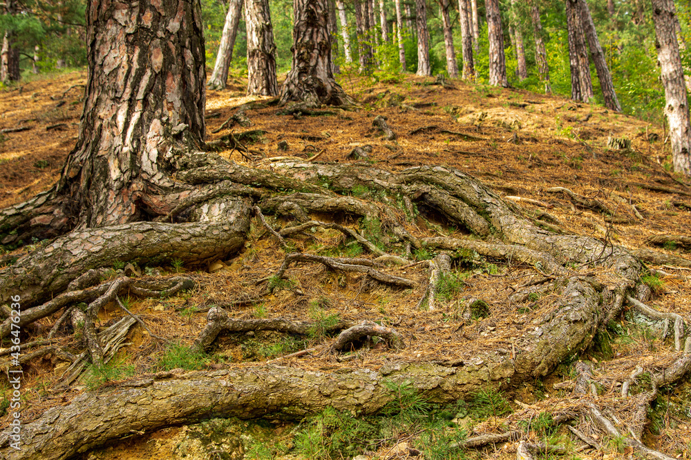 Tree roots Tree roots