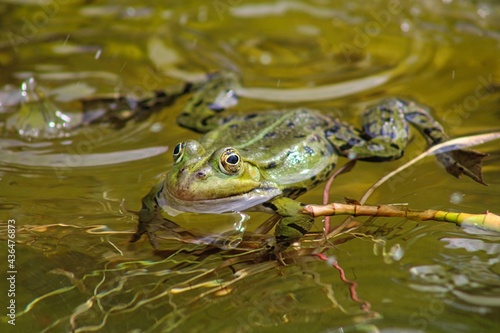 Frog on a small local pond in srping