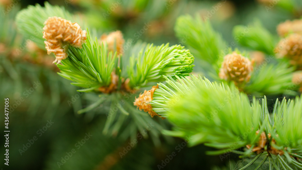 Fototapeta premium The Canadian spruce or Christmas tree is an evergreen tree plant belonging to the pine family. Light young shoots grow on dark green old branches. Fir branches with fresh shoots in spring.