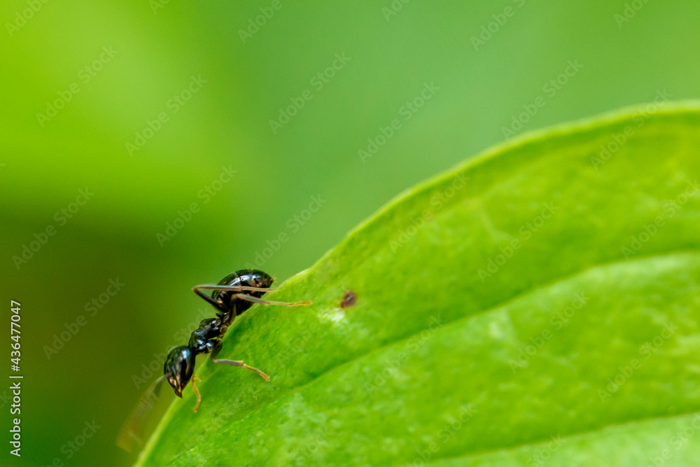 ant on a leaf ant on a leaf