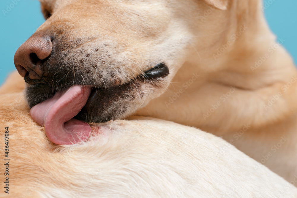 The dog licks a dermatological wound.