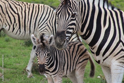 Fototapeta Naklejka Na Ścianę i Meble -  Zebras in Etosha National Park in Namibia