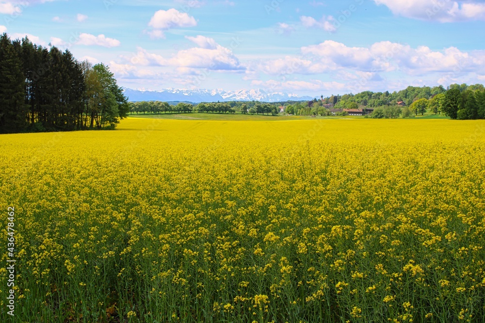 A field of blossoming rape plants in spring in Bavaria
