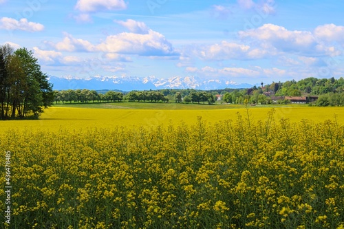 A field of blossoming rape plants in spring in Bavaria photo