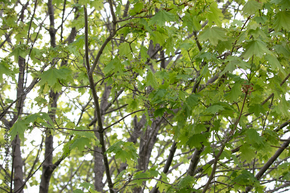 Stocks of Trees and Clovers and Maple Seedlings Stocks of Trees and Clovers and Maple Seedlings