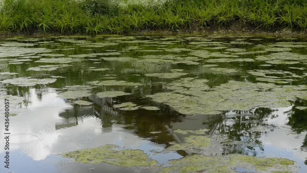 A pond where it rains A pond where it rains
