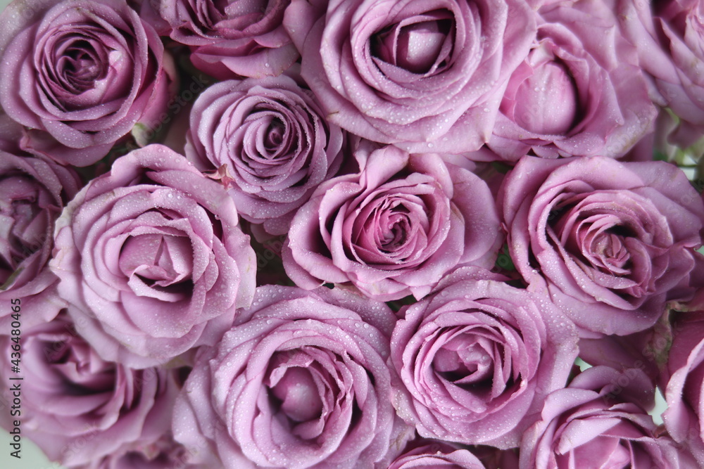roses are pink roses are pink