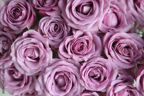 roses are pink