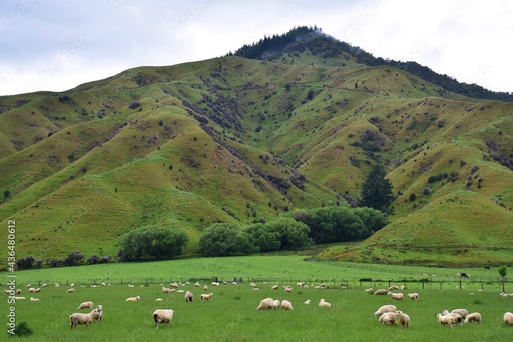 Obraz premium Scenery in the mountains at Mount Richmond Forest Park, New Zealand