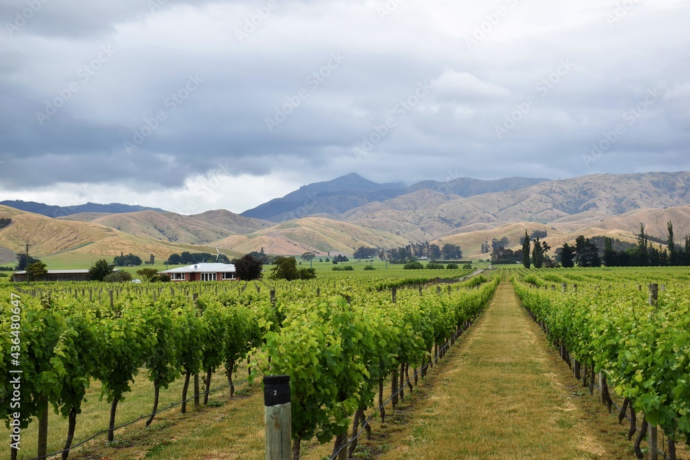 Naklejka premium Vineyards near Blenheim in Marlborough wine country, New Zealand