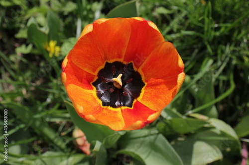 Amazing red, orange, yellow tulip flowers (Tulipa) bloom against a background of green grass. Spring blur background with bright tulips. View from above