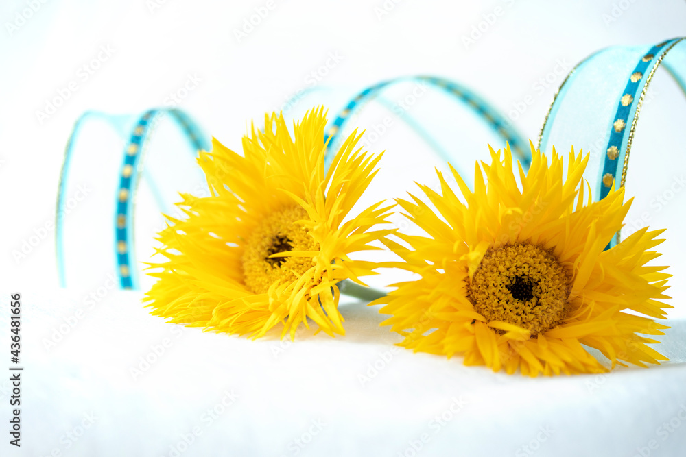 ブルーのリボンとヒマワリのような細い花びらの黄色のガーベラ イエロースパイダー の花束 Stock Foto Adobe Stock
