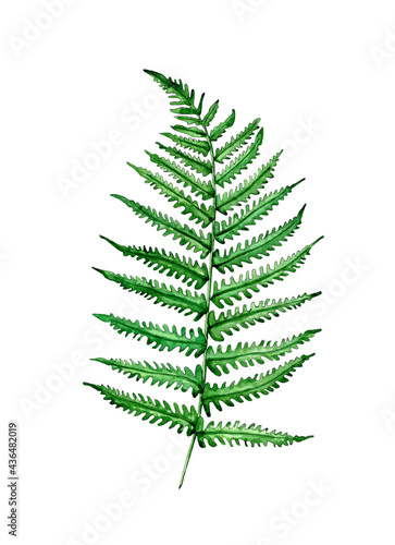Fern leave, herbal plant watercolor drawing. Cute rustic wedding greenery. Design natural green floral delicate element isolated on white.