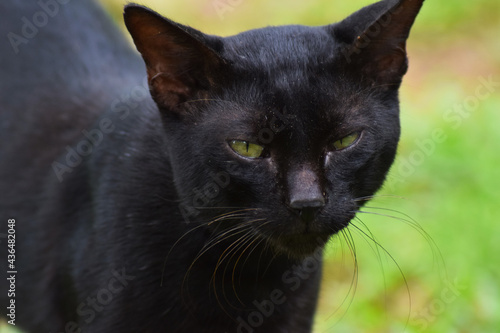 Black cat face with green eyes