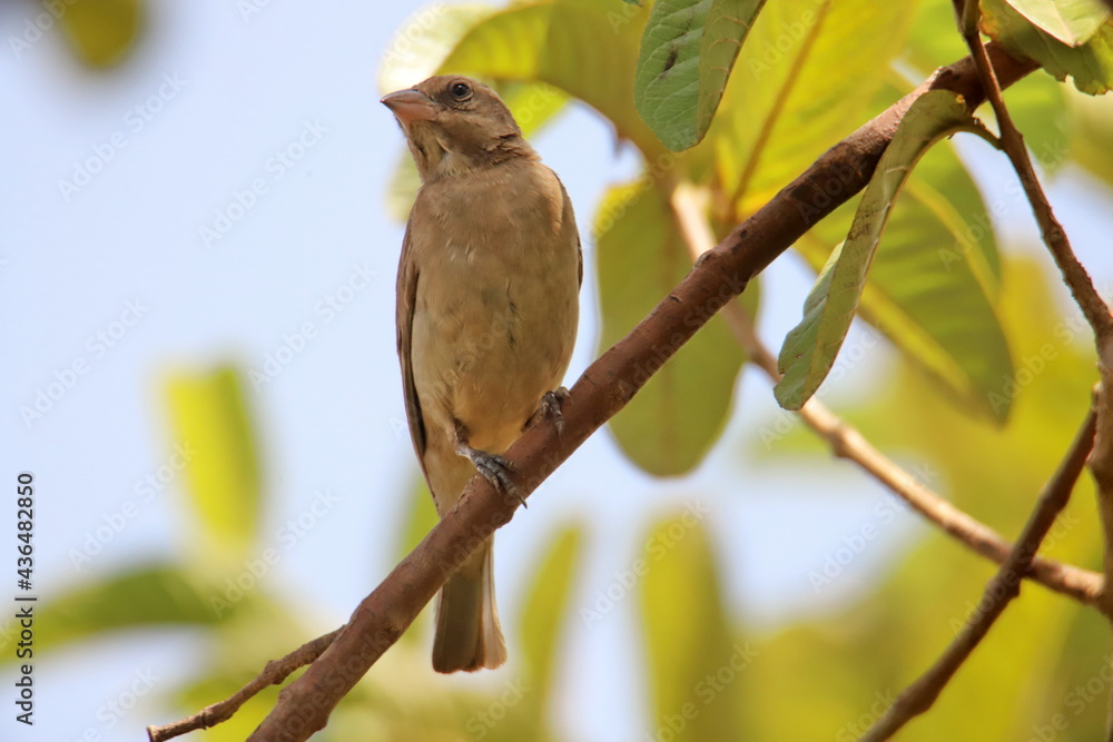 Obraz premium bird on a branch