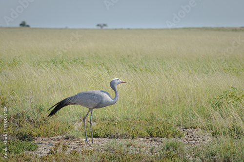 Blue crane in Etosha National Park photo