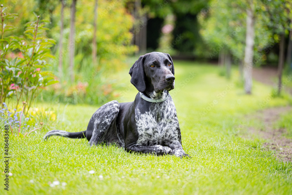 German Shorthaired Pointer lying on the grass. Hunting dog.