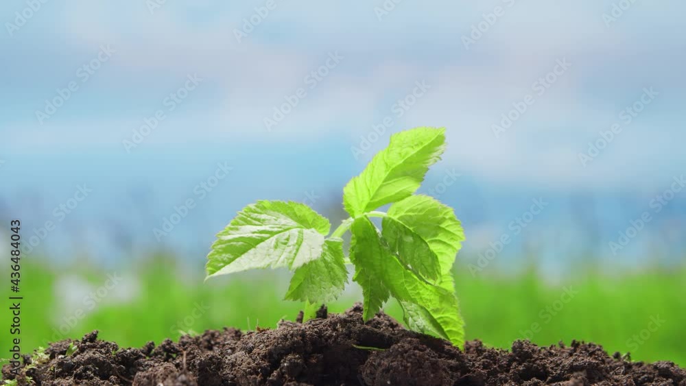 Close-up of a small green plant over the nature background. The concept of environmental protection, climate change and ecology. Close-up of a small green plant over the nature background. The concept of environmental protection, climate change and ecology.