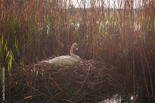 swan mother hatching eggs in a nest in sedge on a lake in the setting sun
