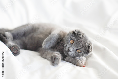 Little grey scottish kitty lies with his teddy mouse on the white bed, close up portrait