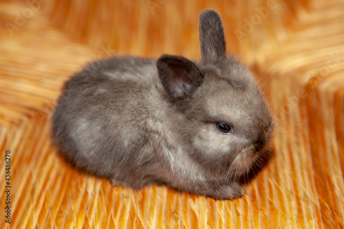 image of grey rabbit animal 