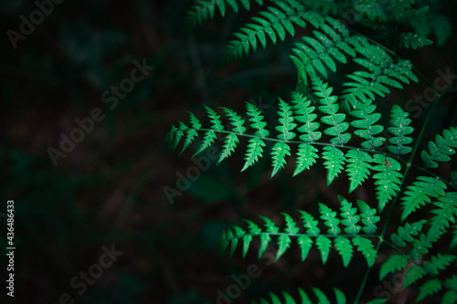Ferns in the forest, Belarus. Beautiful ferns leaves green foliage. Close up of beautiful growing ferns in the forest. Natural floral fern background in sunlight.